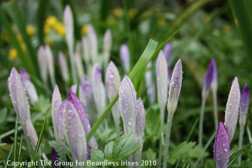 10 Crocus in the garden 